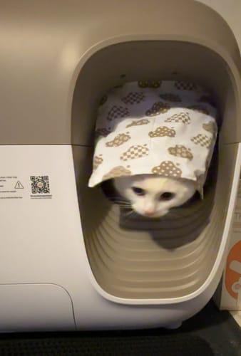 Customer photo review of Self-Cleaning Litter Box