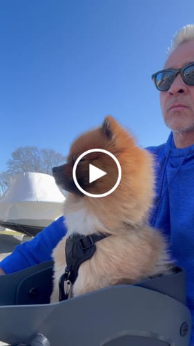 Customer video review of Kvisp Dog Bike Carrier