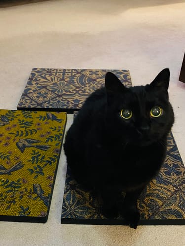 Customer photo review of Little Birds - Luxury Cat Scratching Board