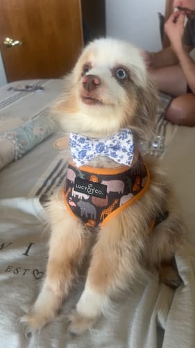 Klairissa W. review of French Blue Dog Bow Tie or Cat Bow Tie- Over The Collar image 1 out of 1