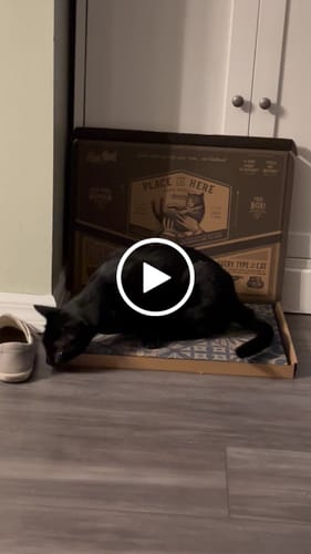 Customer video review of Mediterranean Tile - Luxury Cat Scratching Board