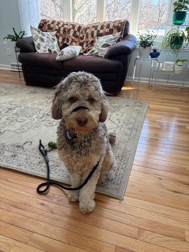 Customer photo review of The Sidekick® Transitional Leash®