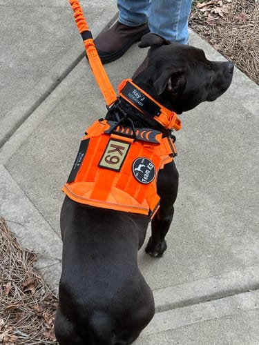 Customer photo review of NEW Upgraded Tactical No-Pull Team K9™ Dog Harness with 4 Quick-Release Metal Buckles, Reinforced Front & Back D-Rings, Hook & Loop Panels, Adjustable Straps, Reflective Strips, & Top Handle