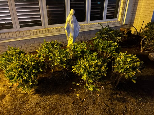 Customer photo review of Croton 'Sloppy Painter'