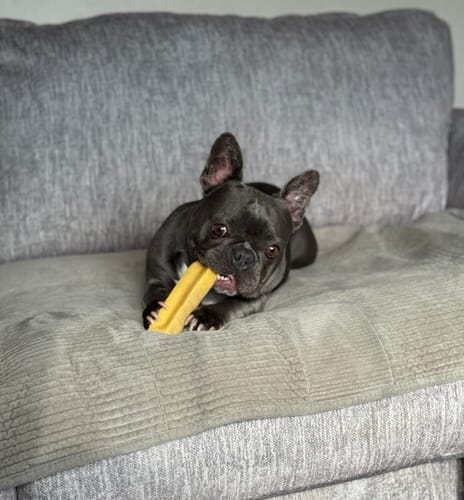Customer photo review of Mix Flavored Chews ( a Pack of 6 Sticks )
