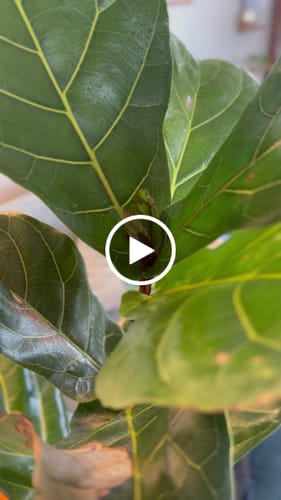 Customer video review of Plant Food