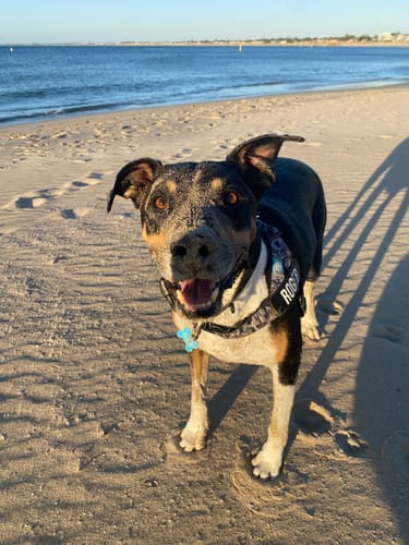 Customer photo review of Dog Harness