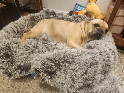 Customer photo review of PaWz Electric Pet Heater Bed Thermal Protection