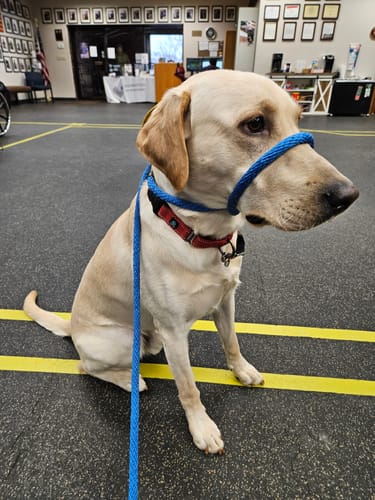 Customer photo review of The Sidekick® Transitional Leash®