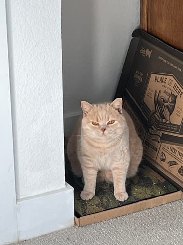 Customer photo review of Tropical Leaves - Luxury Cat Scratching Board