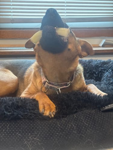 Customer photo review of Snack & Chew Antler