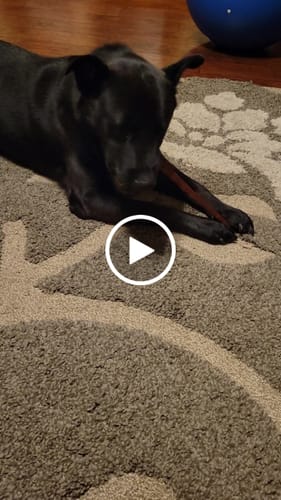 Customer video review of 6-Inch Beef Collagen Sticks