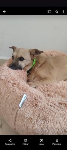 Customer photo review of Cama Antiestrés para Perros