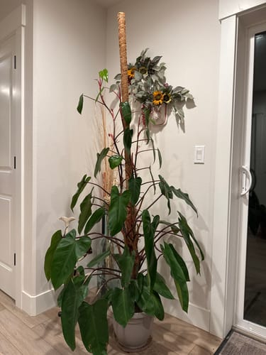 Customer photo review of Plant Food