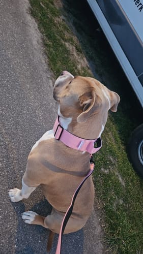 Samantha P. review of 5cm Combat® Collar | With Handle & Secure Clip - Pink image 1 out of 1