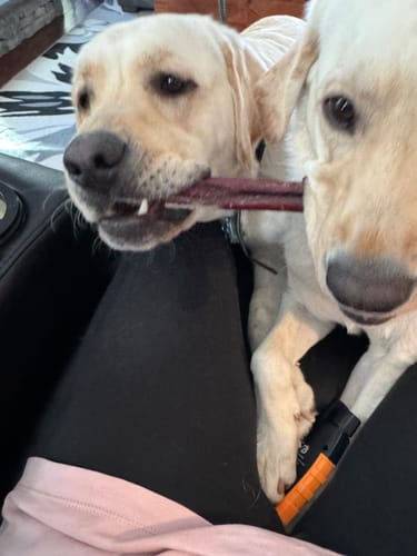 Customer photo review of 12 Inch Braided Bully Sticks