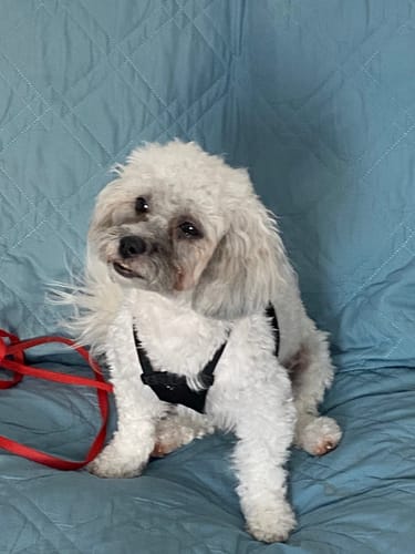 Customer photo review of Turkey Meal Patties