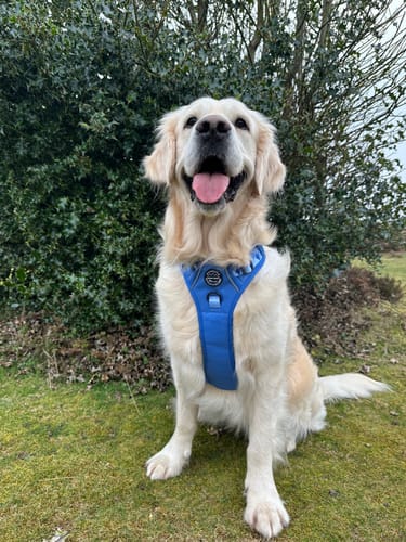 Chloe review of Tough Trails™ Harness - Walkies Ready® Cornflower Blue image 1 out of 5