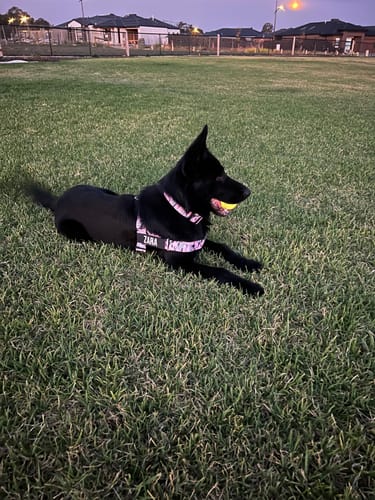 Customer photo review of Walk Essentials - Pink