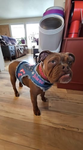 Customer photo review of Dolly Harness