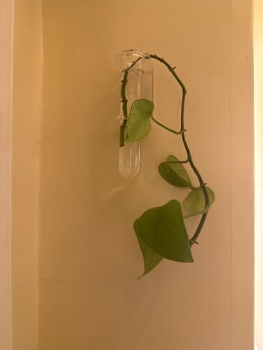 Customer photo review of Essential Propagation Planter