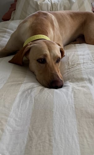 Customer photo review of Yellow Collar