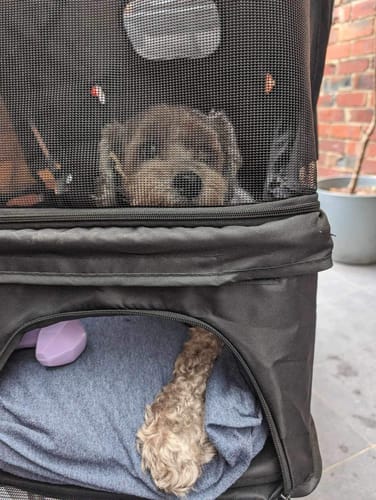 Customer photo review of PaWz Pet Dog Stroller Pram - Black