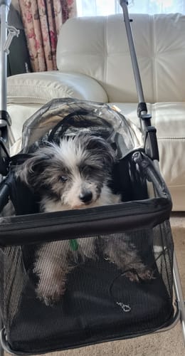 Customer photo review of Pawz Compact & Comfortable Pet Stroller