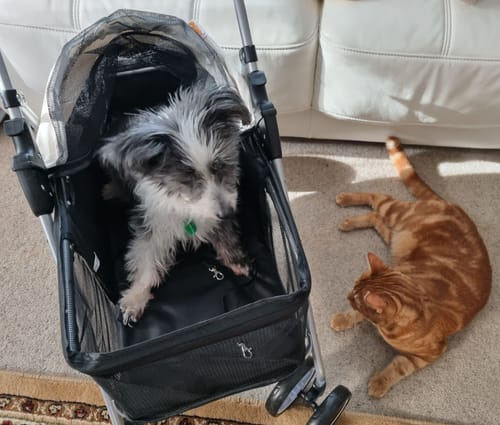 Customer photo review of Pawz Compact & Comfortable Pet Stroller