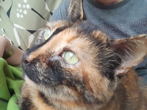 Customer photo review of Immune+C Tablet (Kedi Ve Köpekler İçin Bağışıklık Sistemini Güçlendiren Bağışıklık Sistemi Destek Tableti)