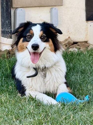 Customer photo review of Gnaw Guard Foam Toys