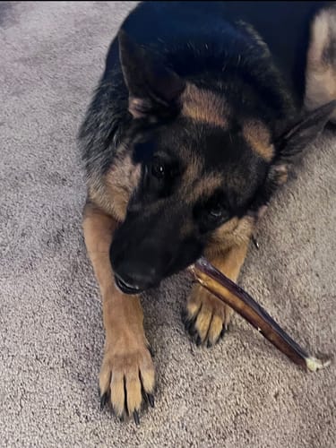 Customer photo review of 6 Inch Monster Bully Stick