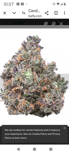 Customer photo review of Skywalker OG - Greenhouse THCA (Smalls)