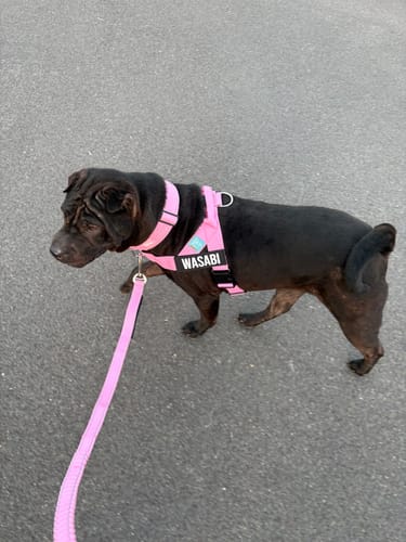 Customer photo review of Walk Essentials - Pink