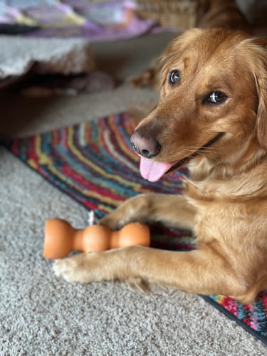 Customer photo review of 6 Inch Extra Thick Bully Sticks