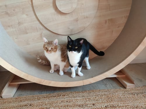 Stephan K. review of Elmato Katzenlaufrad Rocky Standmodell image 1 out of 4