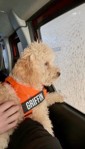 Customer photo review of Dog Harness