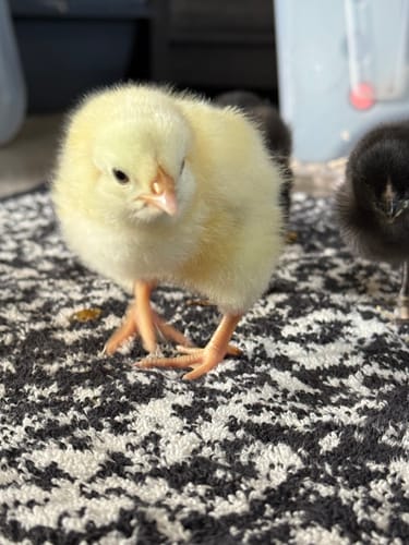Customer photo review of Light Sussex Chick (Unsexed)