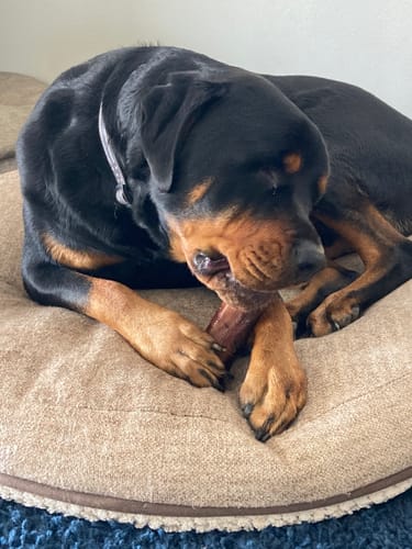 Customer photo review of Smoked Beef Marrow Bone