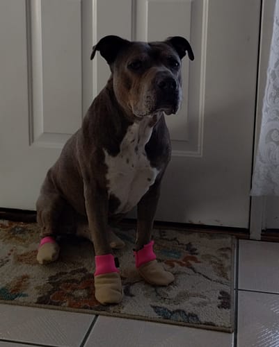 Customer photo review of All Weather Dog Booties - Doccasins - 1 pair