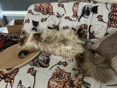 Customer photo review of 3 Month Supply - 2 Cats