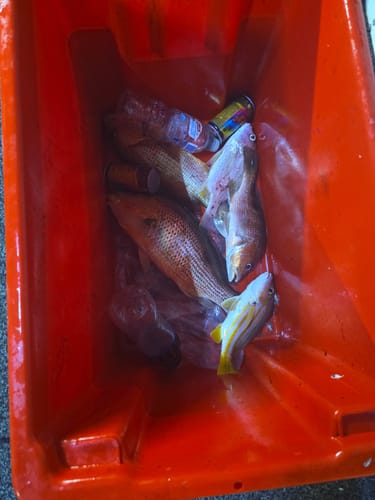 Customer photo review of 60 lb - Pre-tied dropper loop rigs