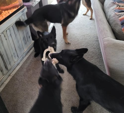 Customer photo review of FIDA Dog Rope Toy