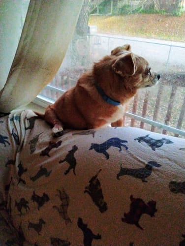 Customer photo review of FurLife™ - 8 Months Flea and Tick Collar for Dogs