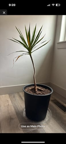 Customer photo review of Plant Food