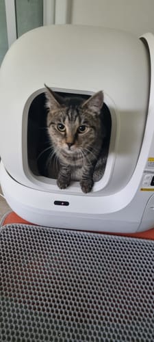 Customer photo review of PawPuff 100% Natural Plant-Based Cat Litter - Corn & Cassava, 5kg