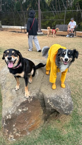 Customer photo review of Nylon Coverall