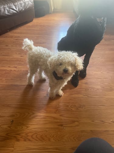 Customer photo review of Seizures - Dogs