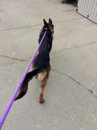 Customer photo review of FIDA Durable Slip Lead