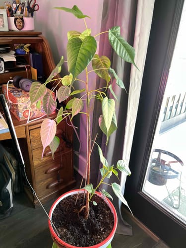 Customer photo review of Plant Food